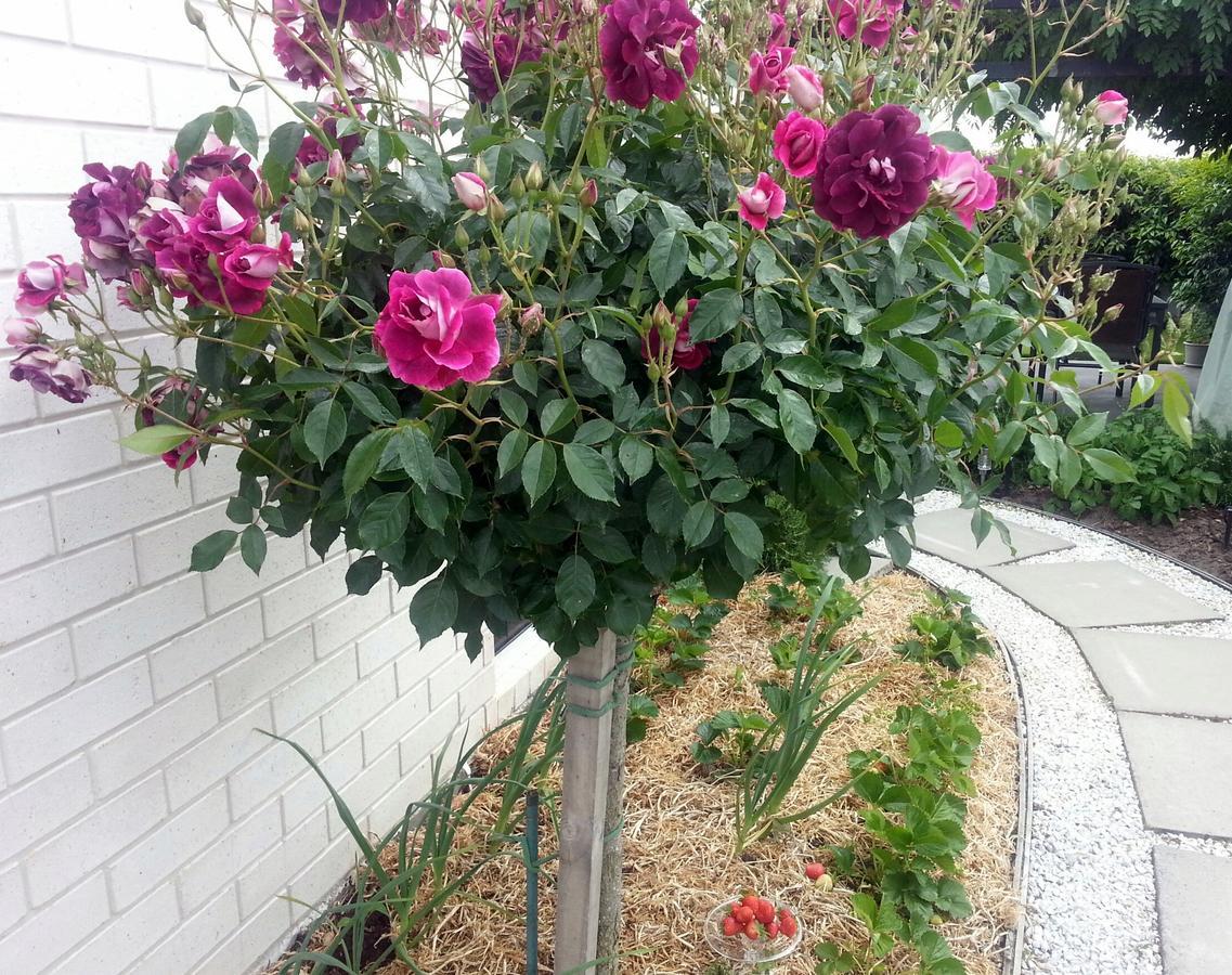 Courtenay B & B Kaiapoi エクステリア 写真
